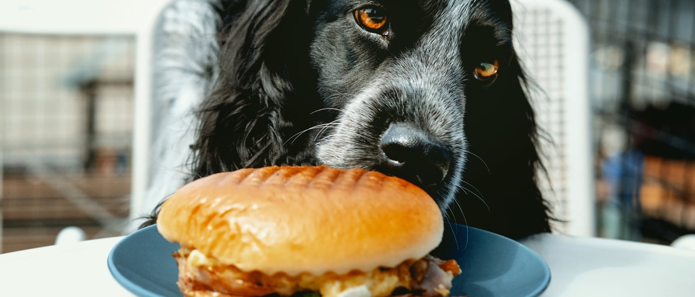 a spaniel sniffing a quorn burger