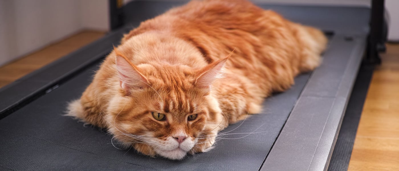 ginger cat laying on treadmill