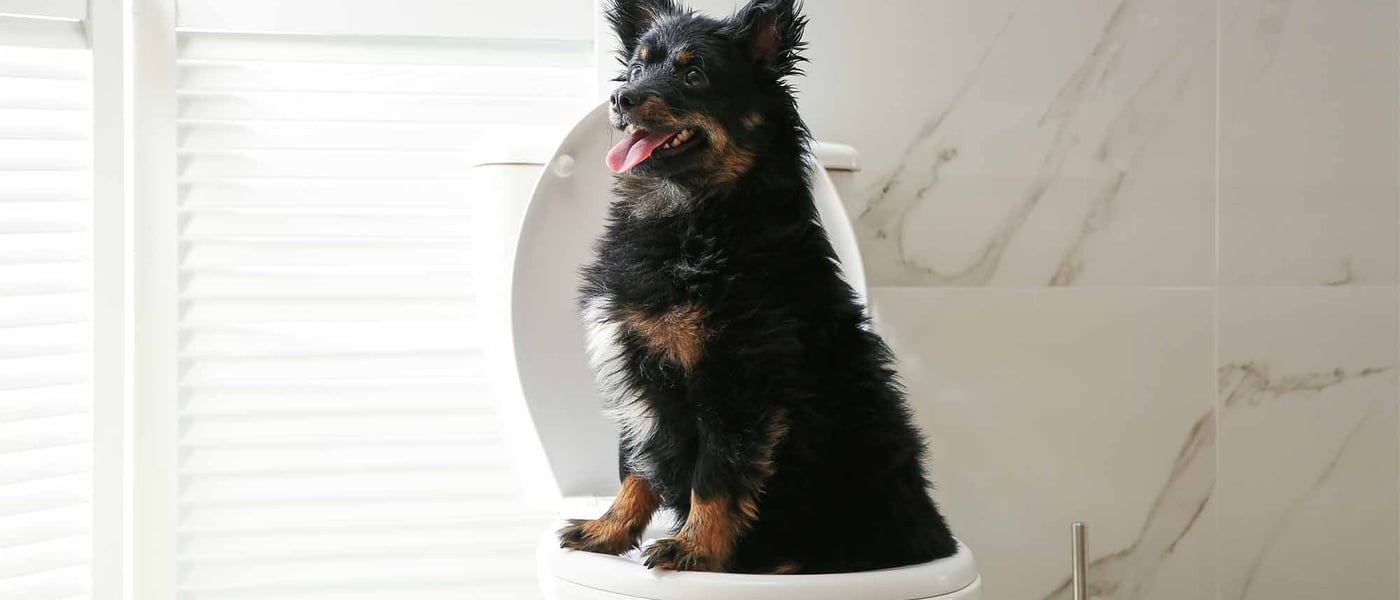 dog sitting on a toilet
