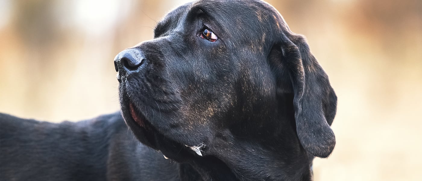 A close up image of a Filo Brasileiro