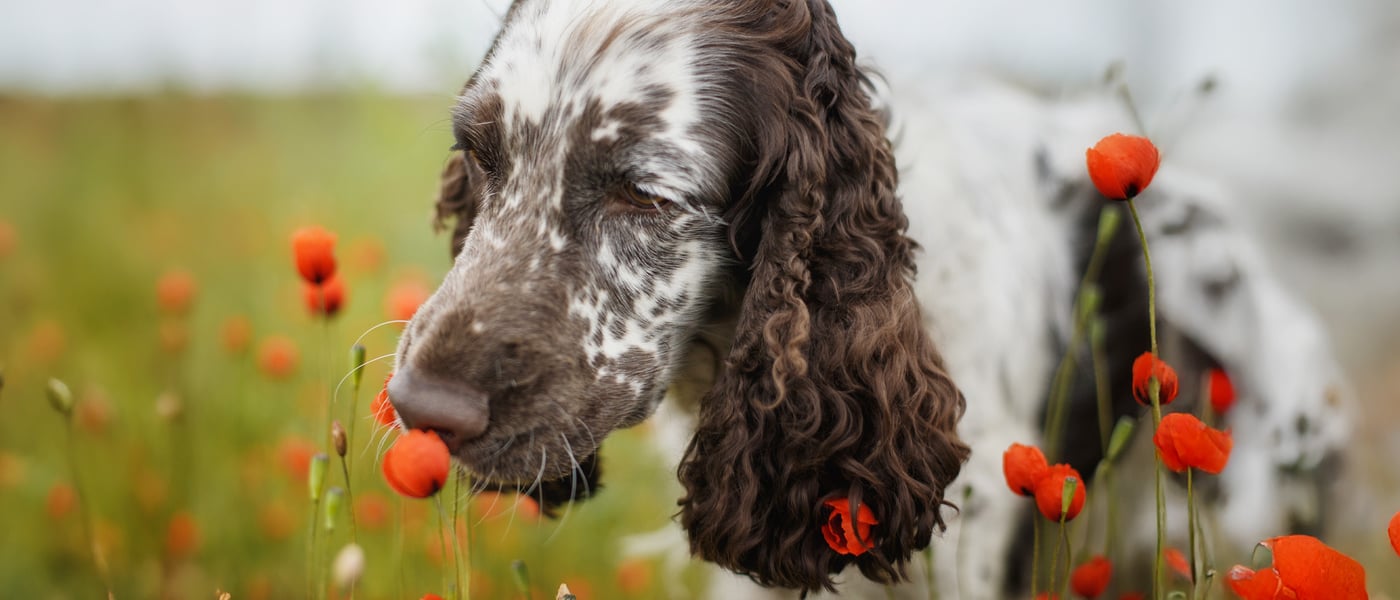 A springer spaniel sniffing poppies.