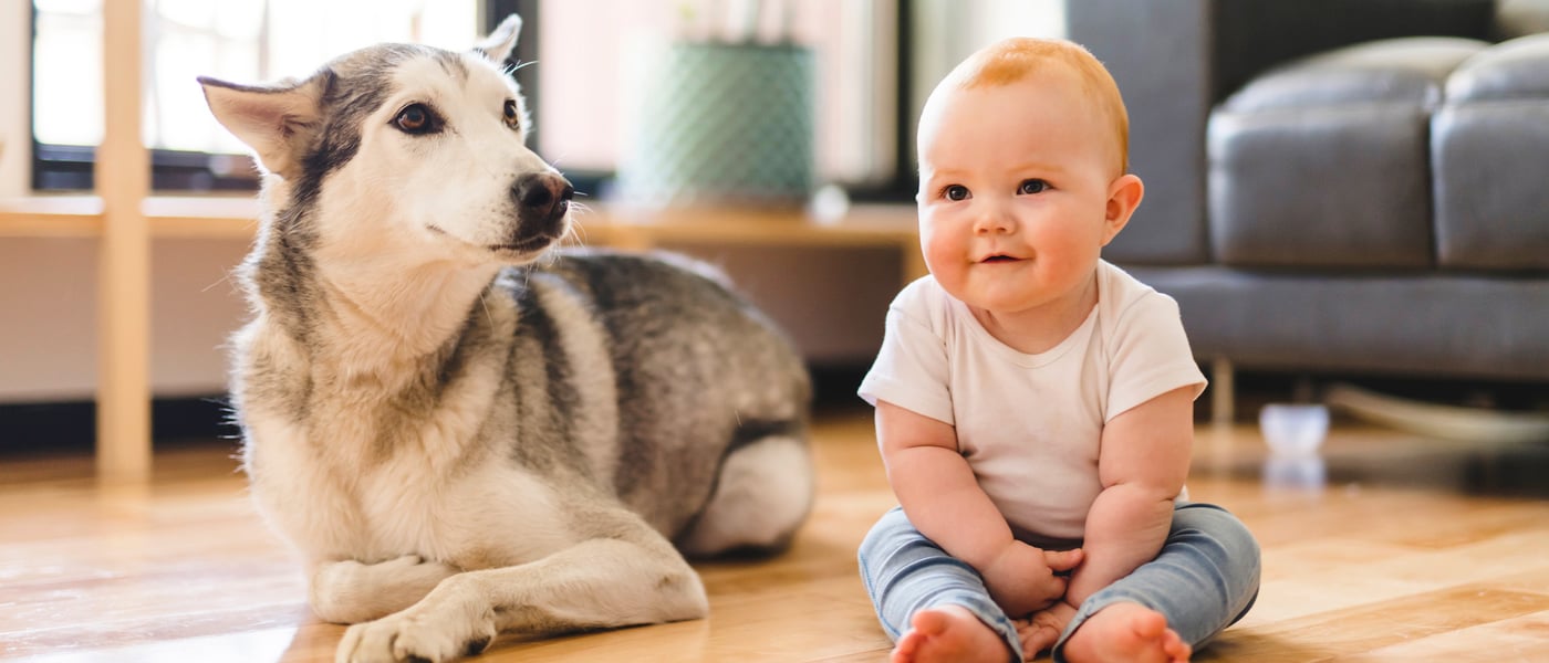 A husky laying next to a baby.
