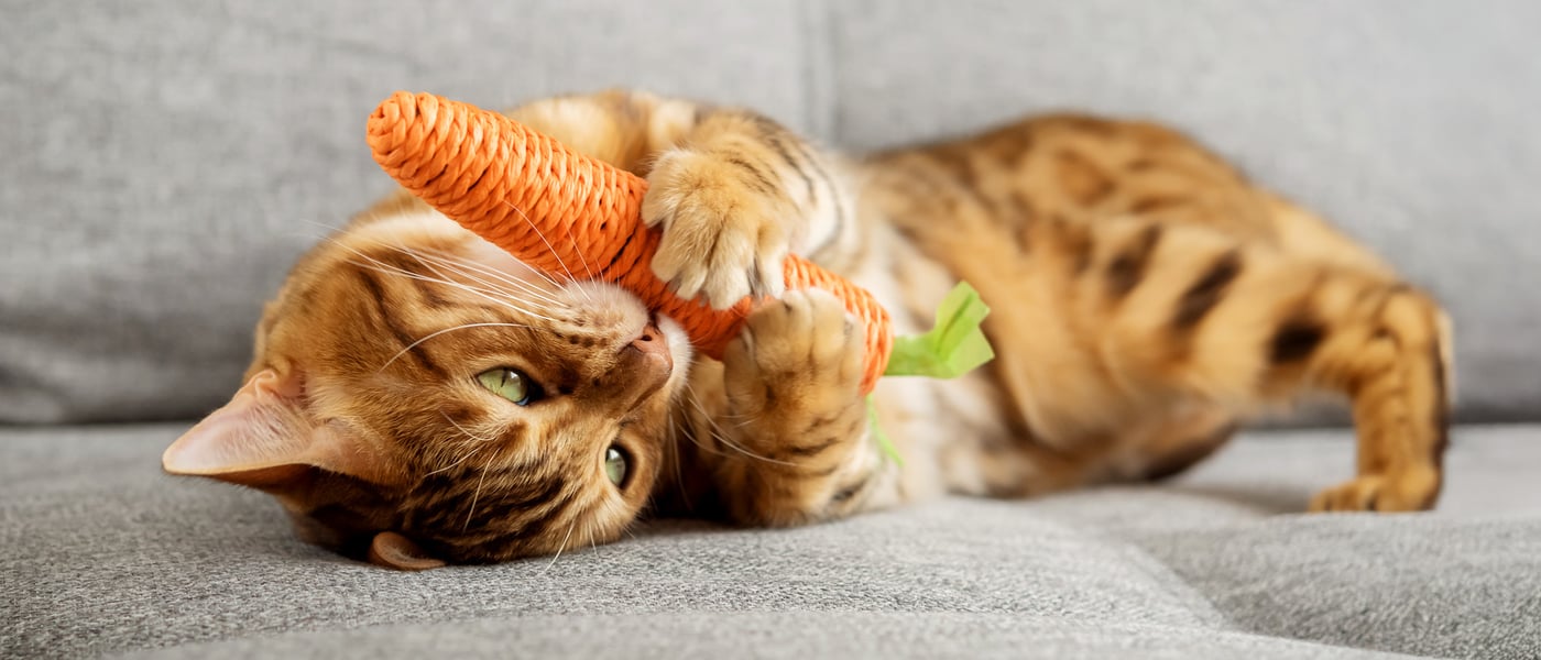 Tabby cat playing with eco friendly toy carrot