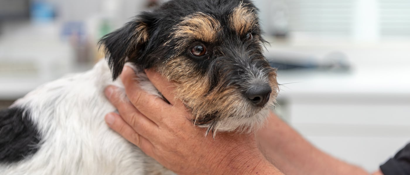 Jack Russell with vets hands around face