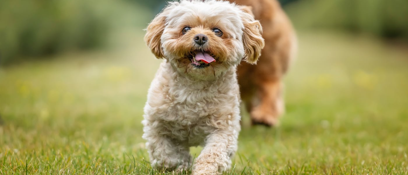 A cream coloured dog walking on grass.