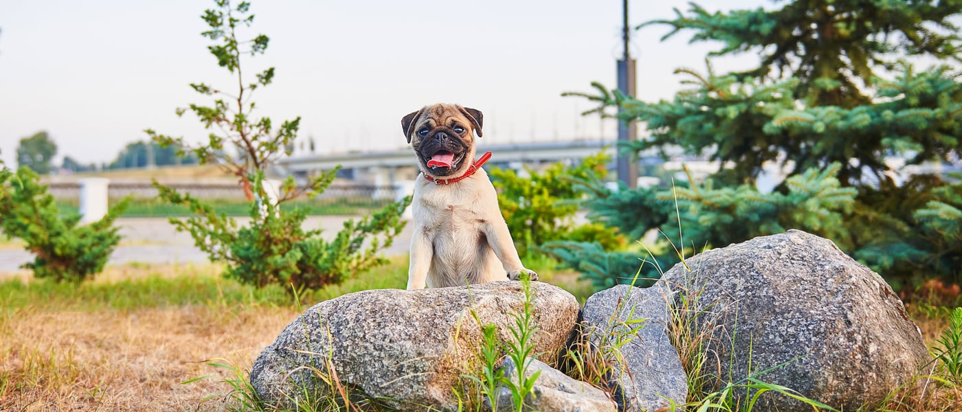 Pug with tongue out looking over a rock