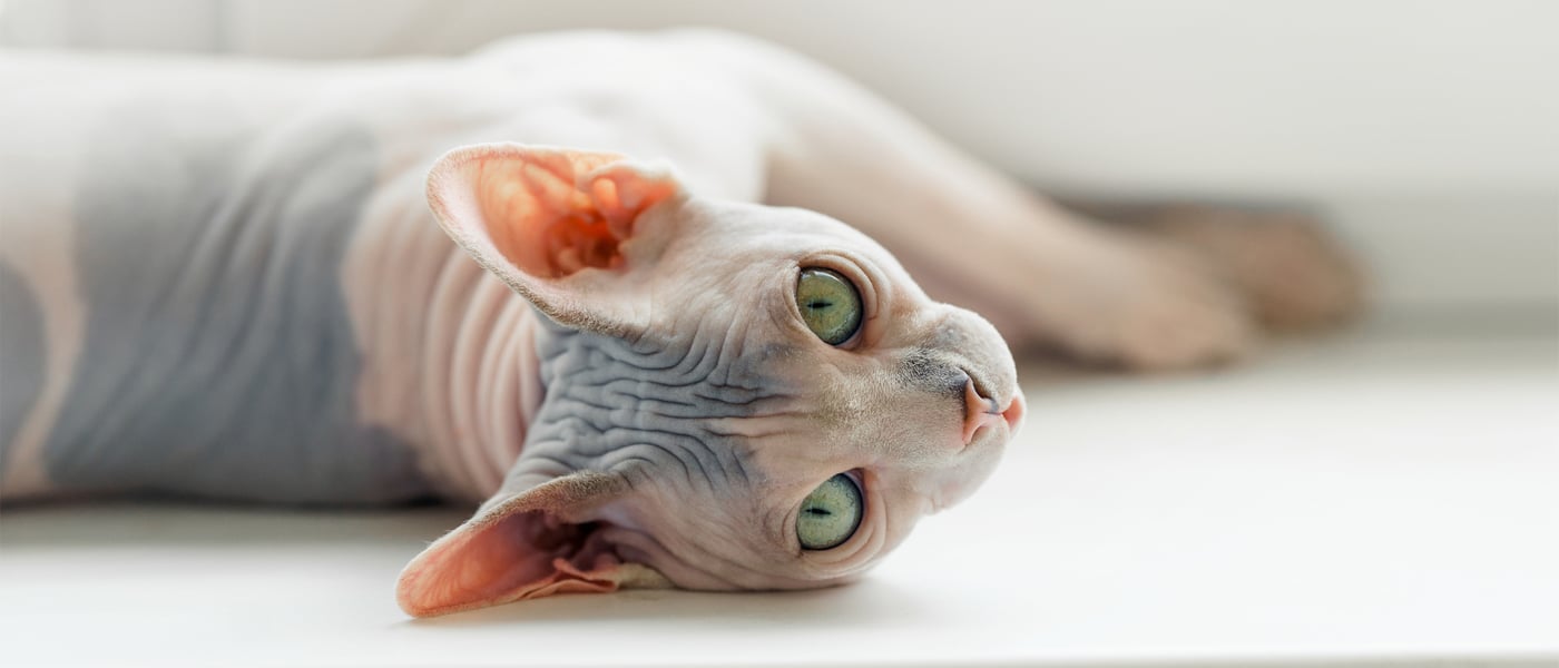a sphynx cat laying down