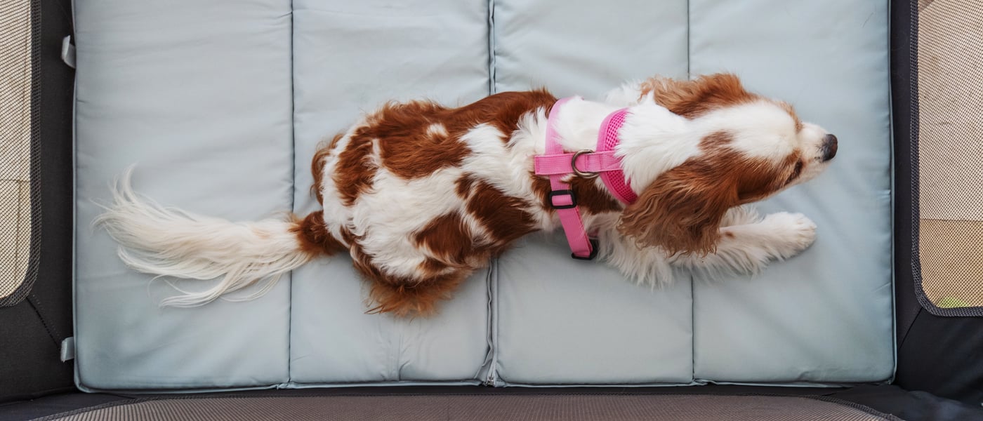 A brown and white spaniel laying on a mattress.