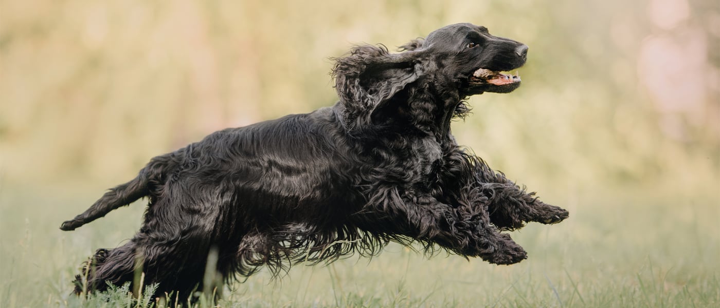 A black Cocker Spaniel running through grass.