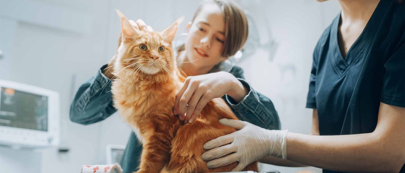 cat on vet table