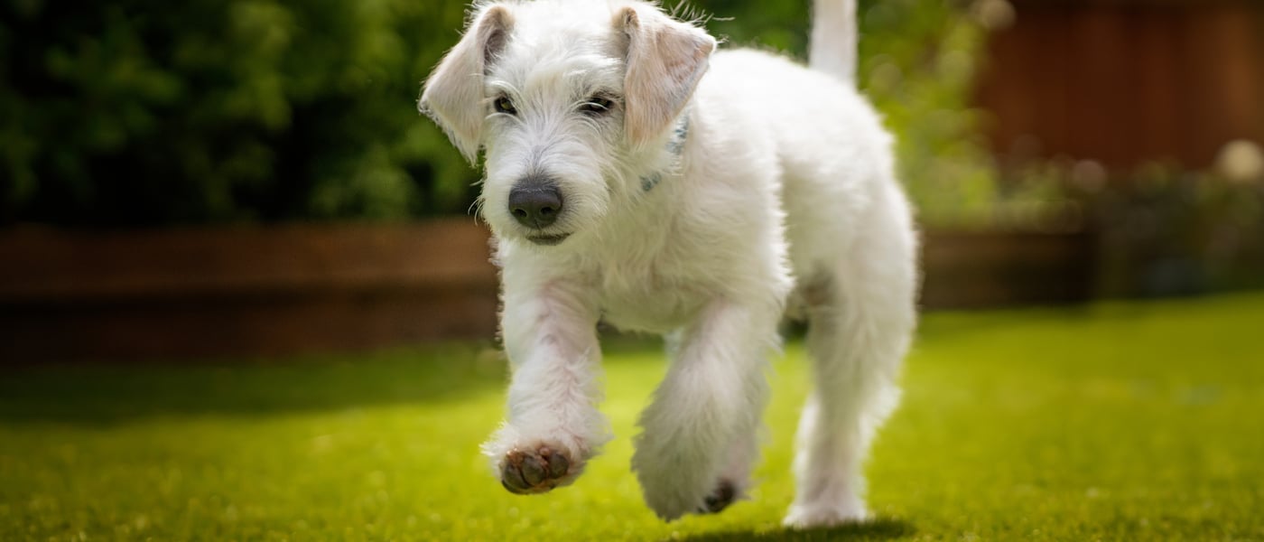 white Jackapoo running outside on grass