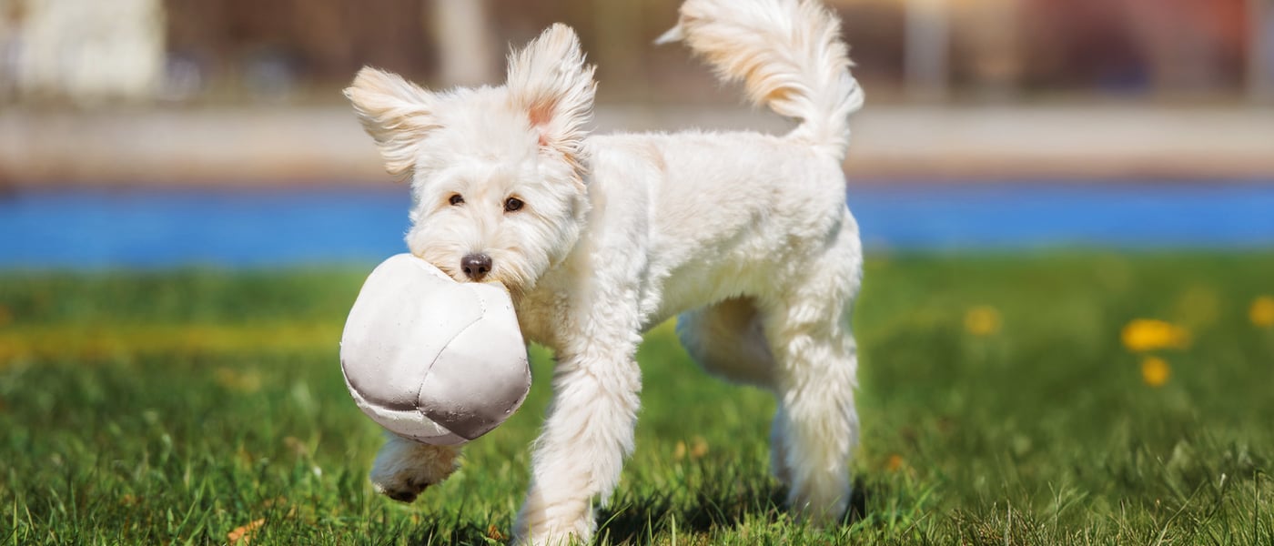 A white labradoodle holding a ball.