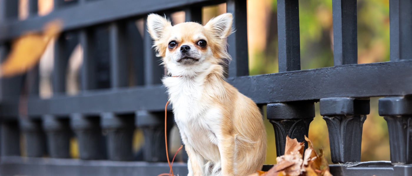 chihuahua siting on a bench with some autumn leaves next to it