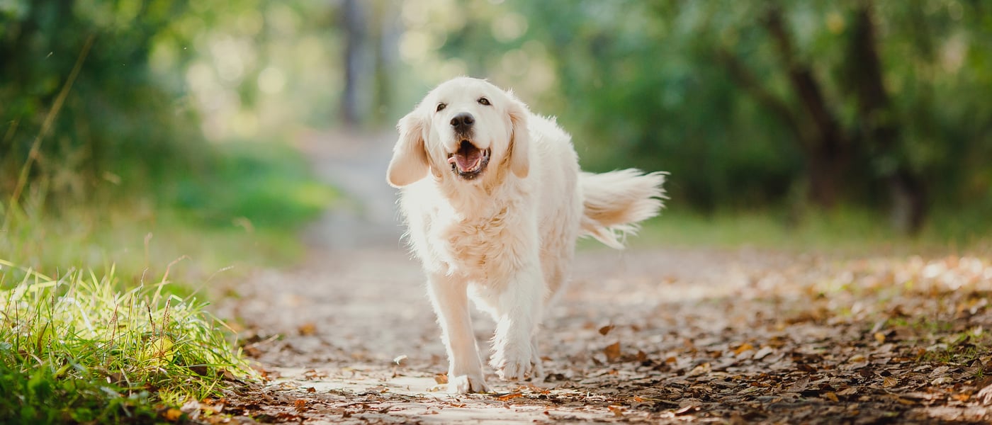 A Labrador walking along a leafy path and barking.