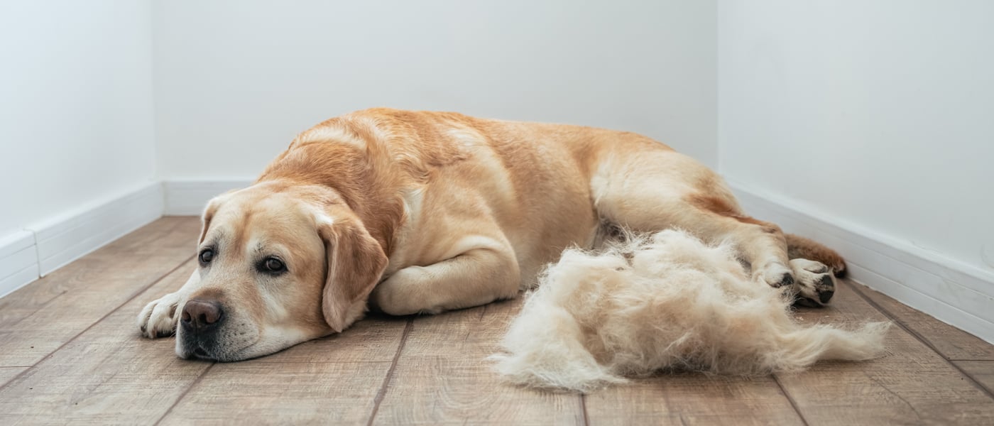 Golden lab retriever lying on wooden floor in front of a tuft of hair