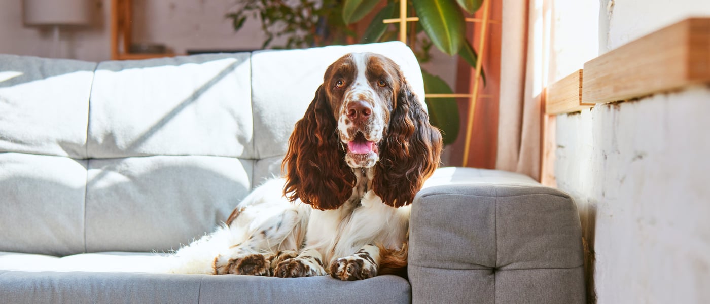 A springer spaniel sitting on a couch.