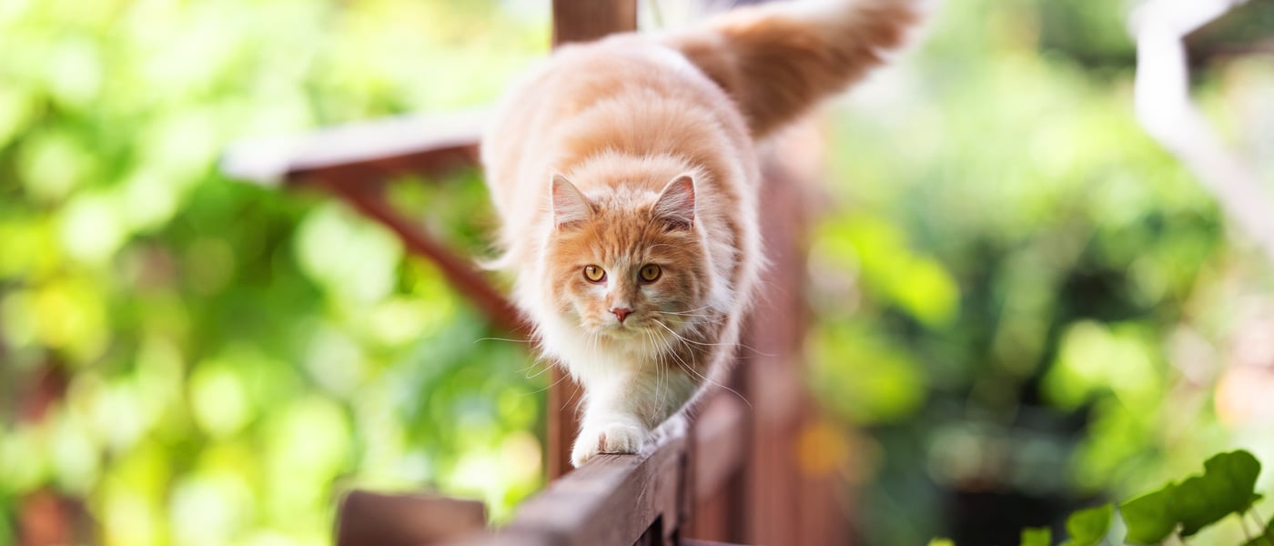 Ginger cat walking along fence