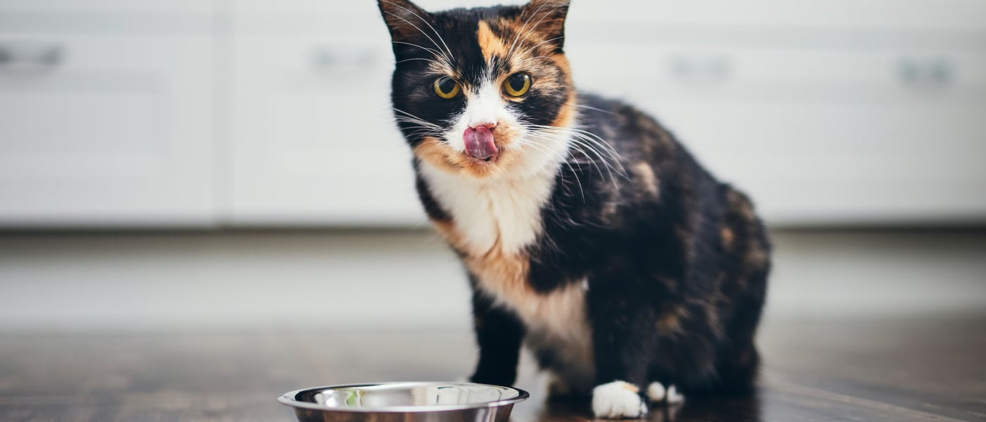 A cat eating from a bowl