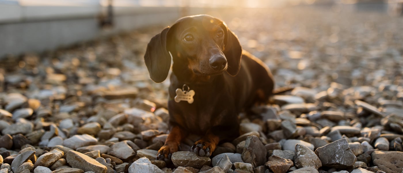 a dachshund laying on pebbles