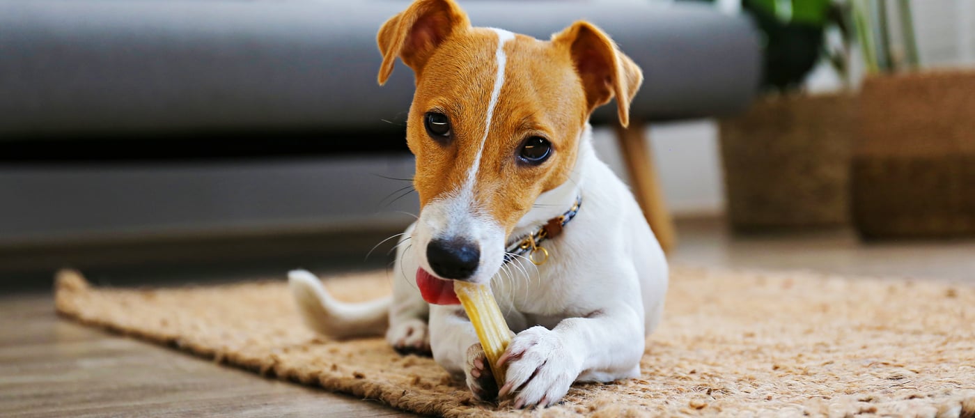 A Jack Russell chewing a yak chew.