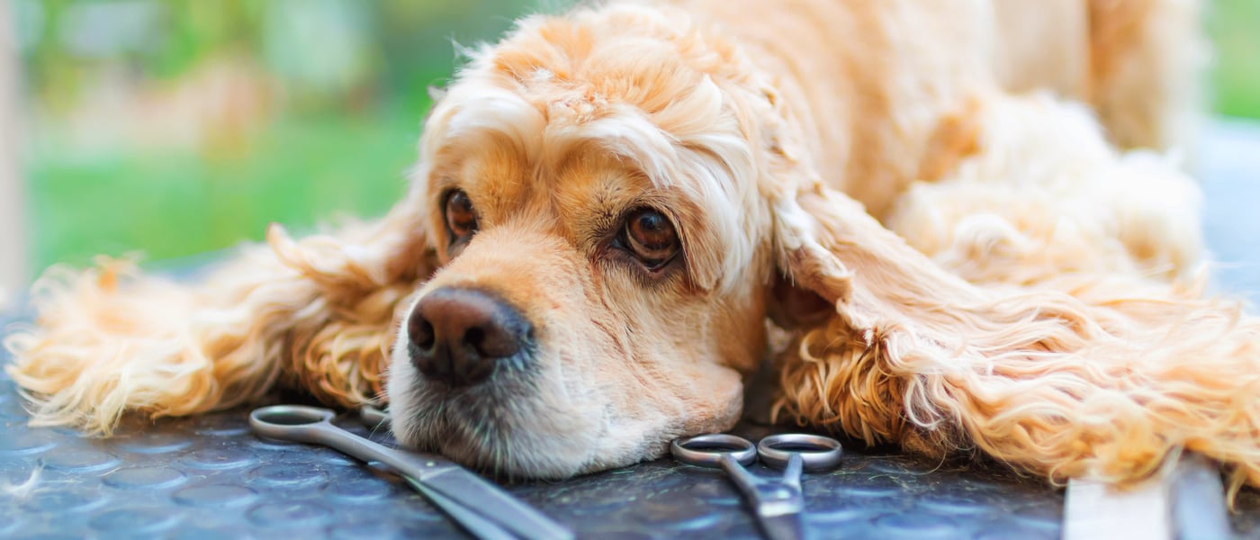 Golden working Cocker Spaniel lying on table with ears out for grooming