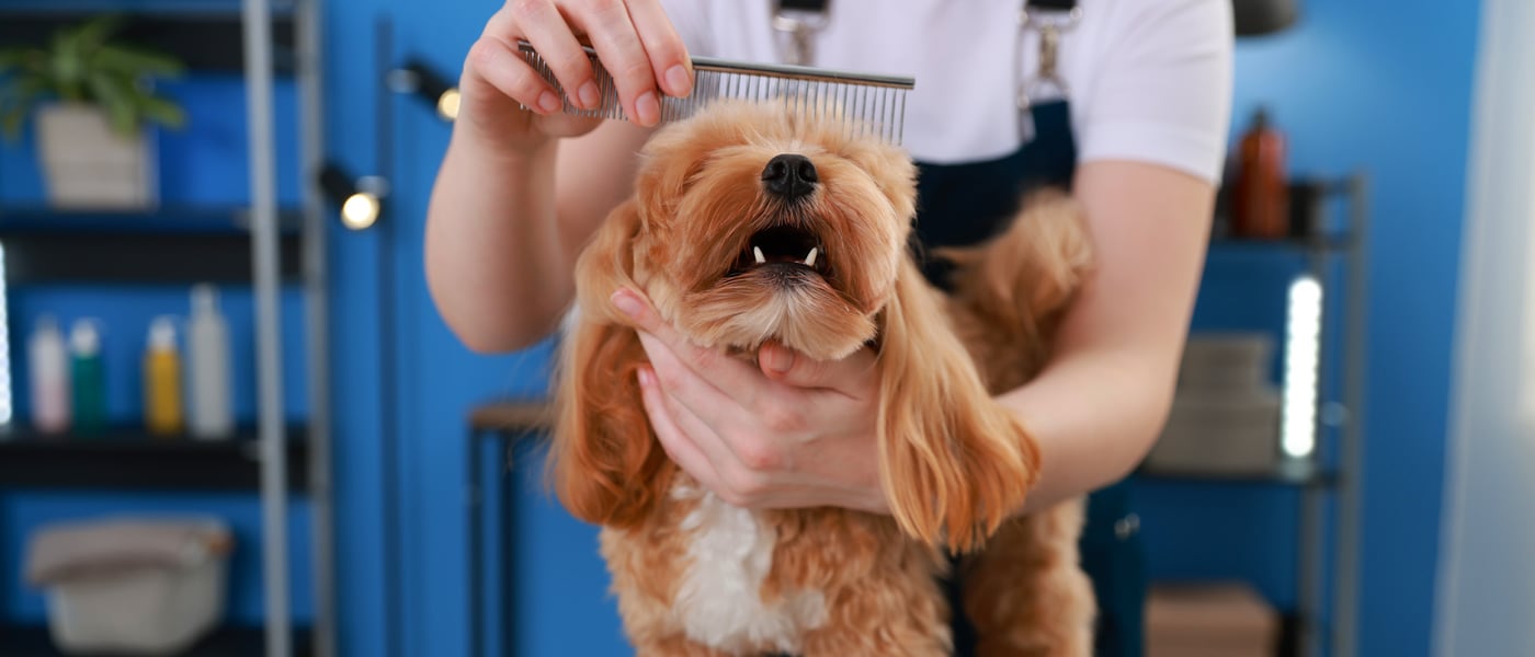 Maltipoo being groomed with comb