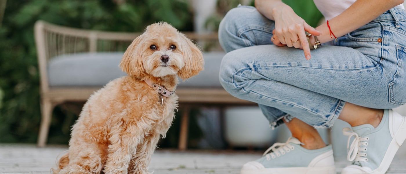 A maltipoo sitting outdoors.