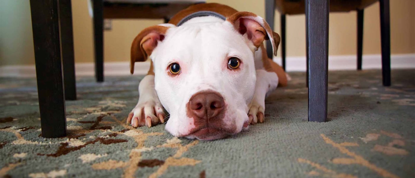 staffordshire bull terrier laying down on carpet