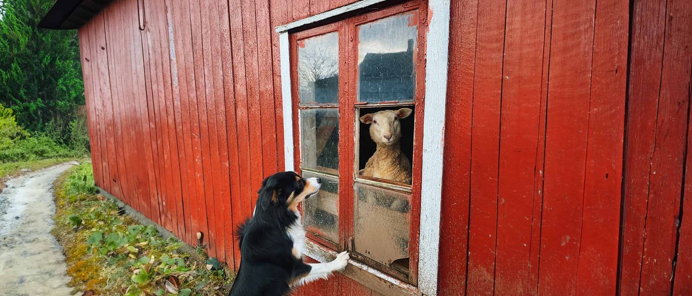 border collie looking at a menacing sheep