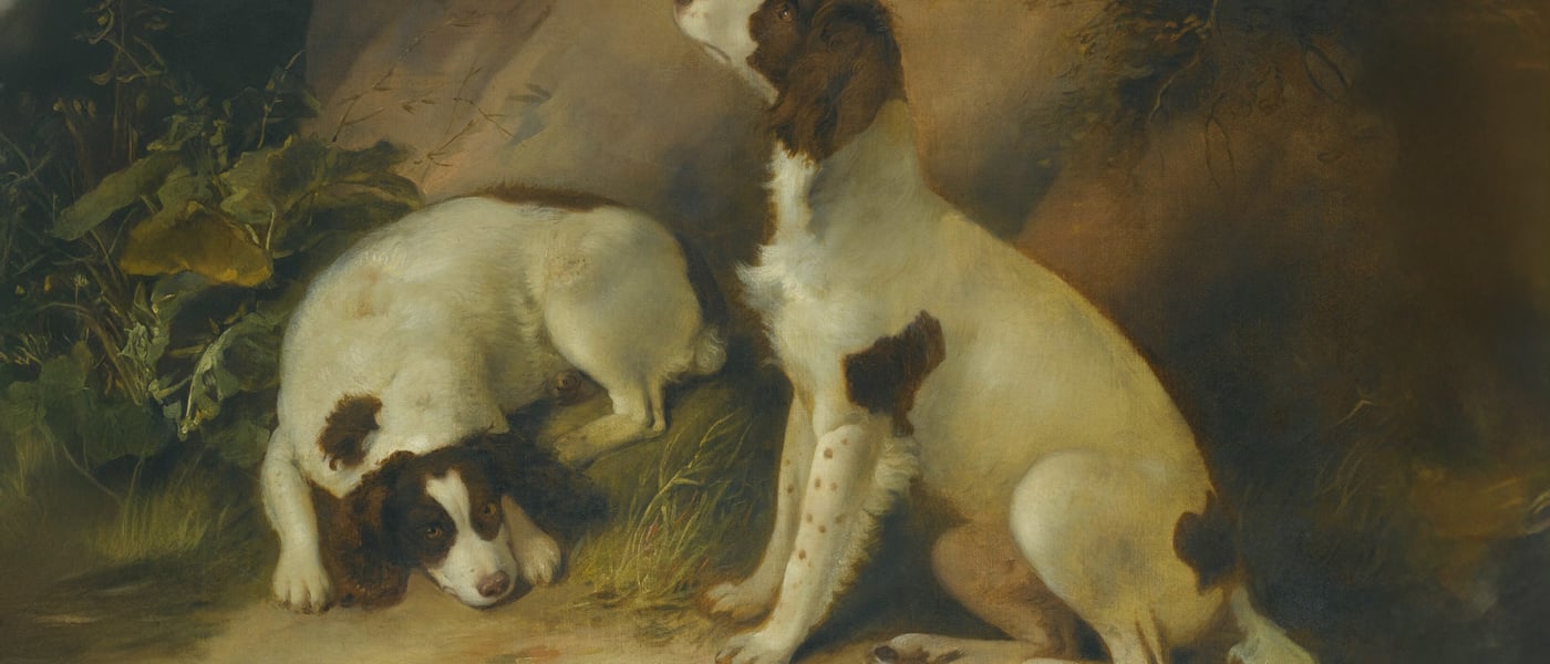A painting of two brown and white Springer Spaniels. 