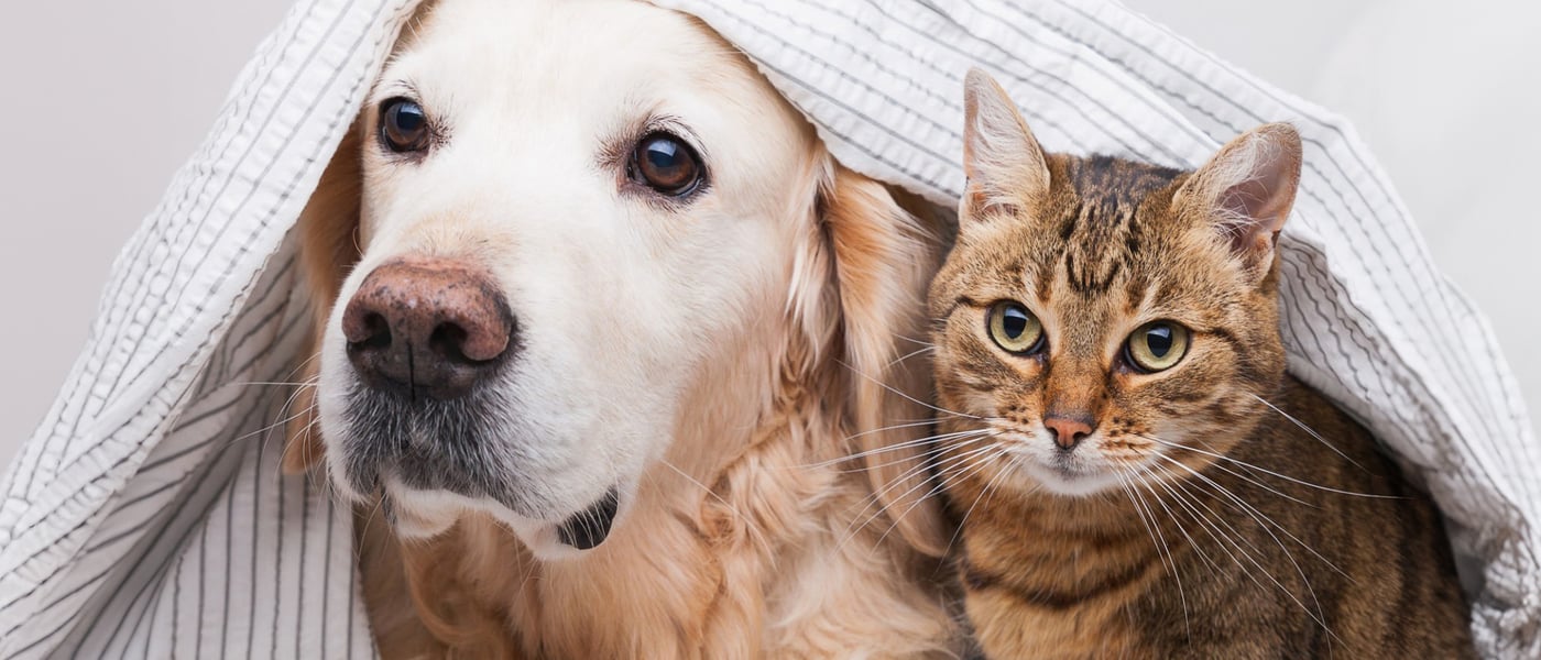 a cat and dog next to one another under a duvet
