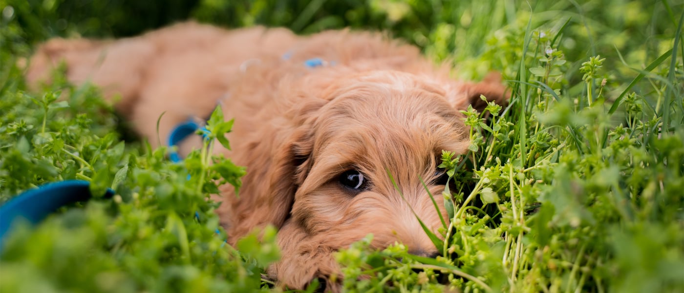 A brown Cockapoo laying down in grass partially covering his face.