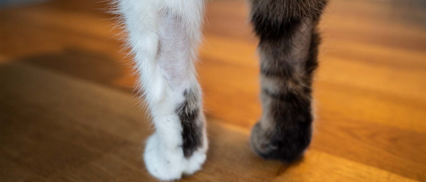 cat legs losing hair