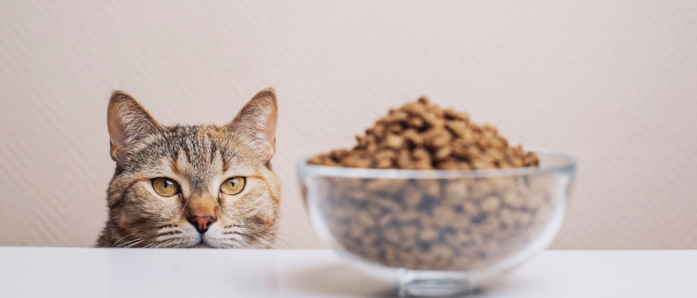A cat looking at a bowl of dry cat food