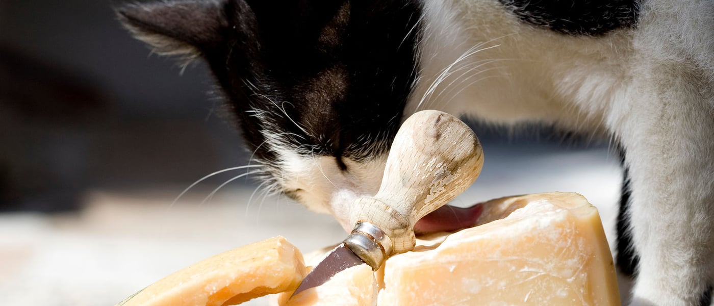 a black and white cat sniffing some cheese
