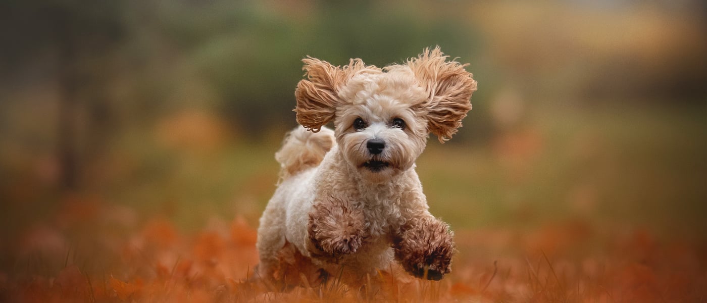 Maltipoo running on a field