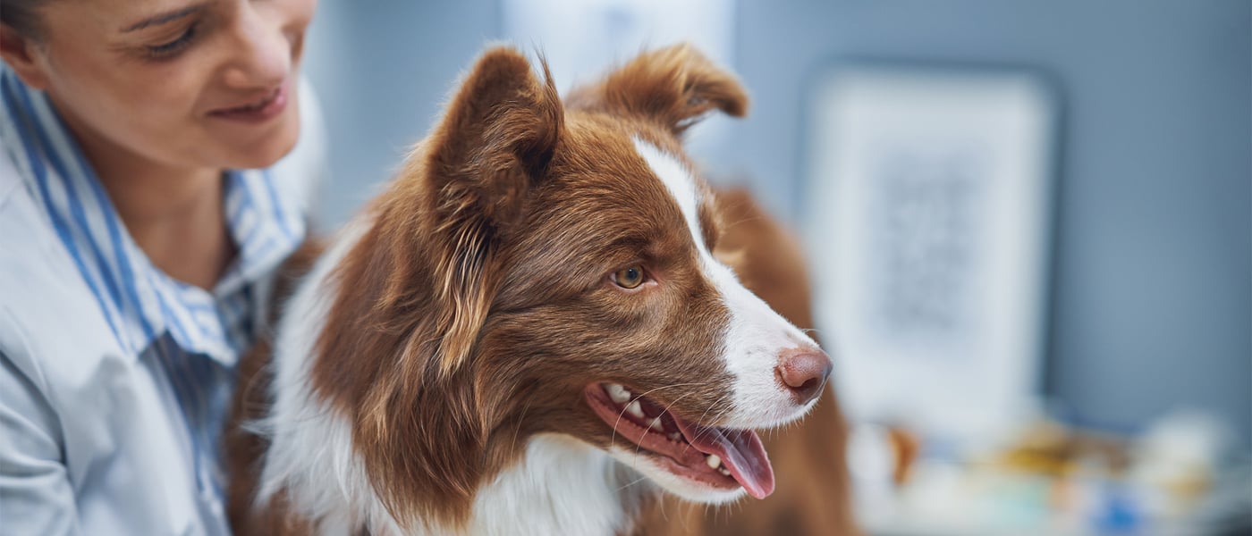 A vet looking lovingly at a brown and white dog.