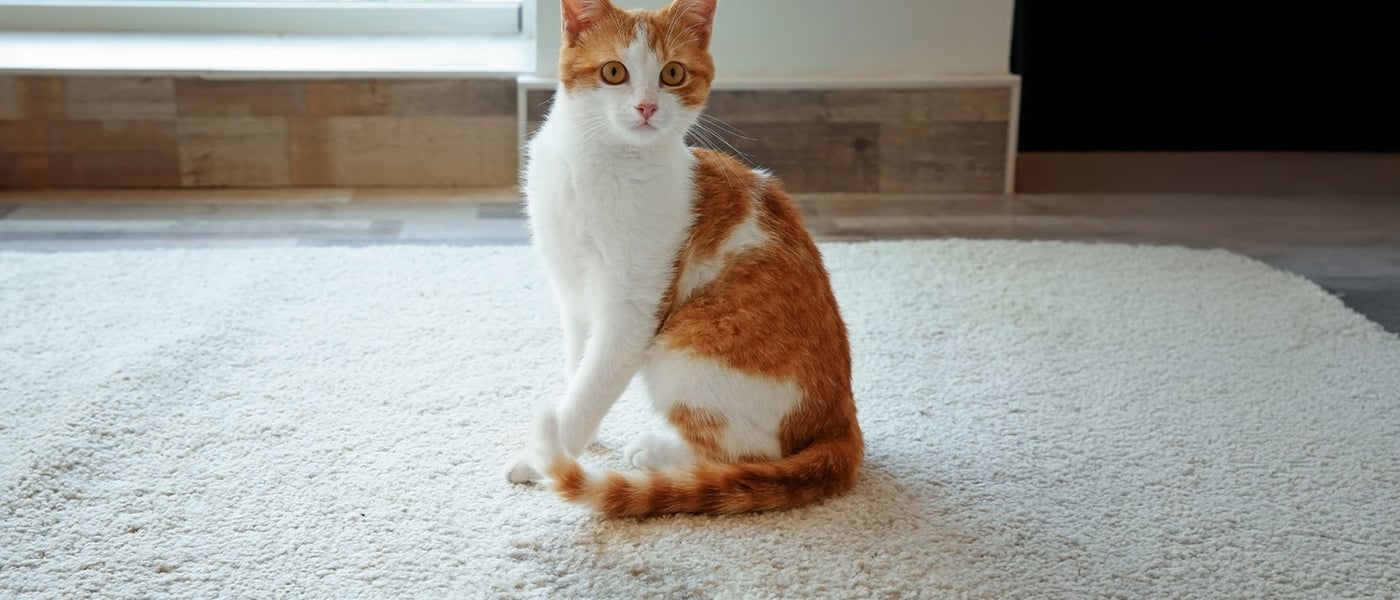 White and ginger cat sitting on cream carpet