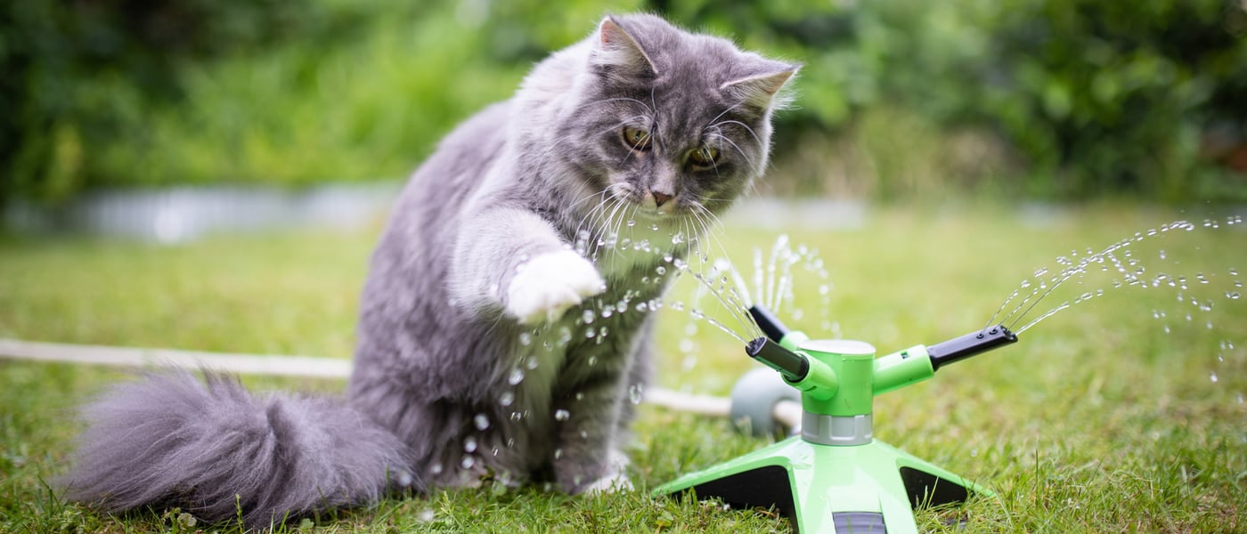 A grey cat playing with a water sprinkler outdoors.