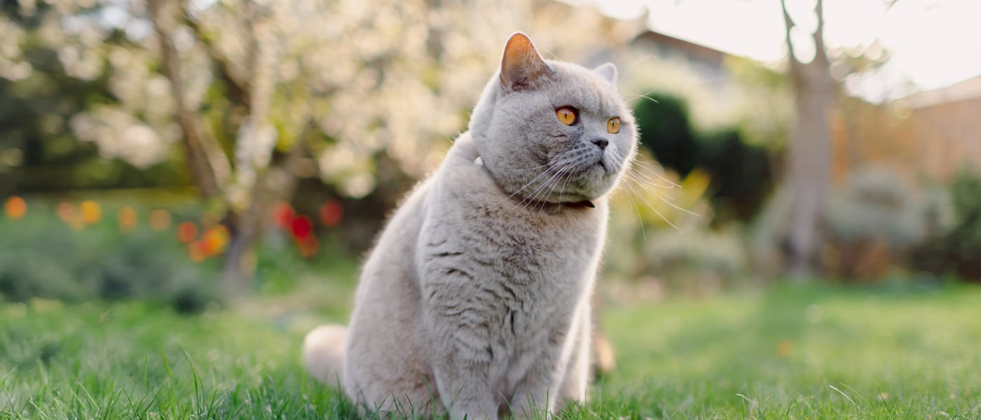 A british shorthair cat sitting outdoors on grass.