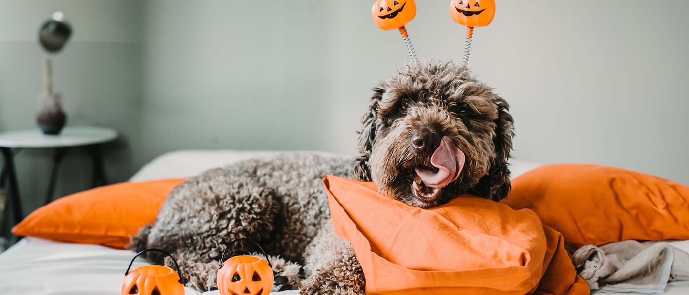 a dog wearing pumpkins
