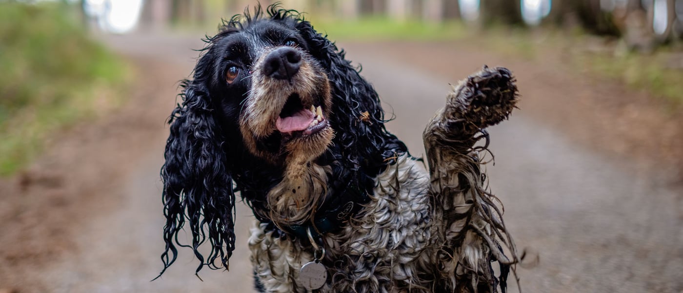dog with muddy paws