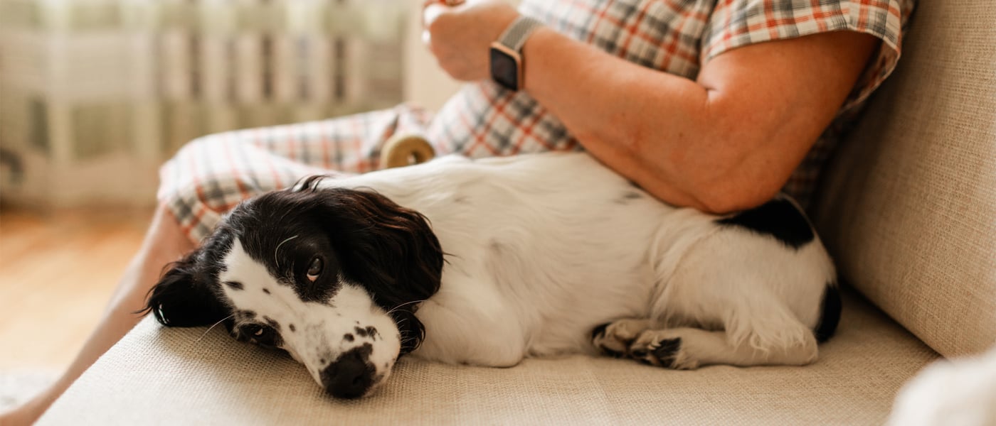 A Spaniel laying next to their owner on a couch.