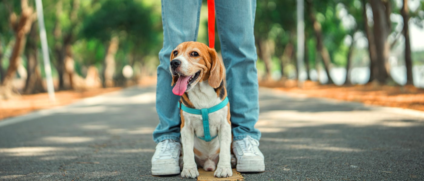 A Beagle stood between their owner's legs.