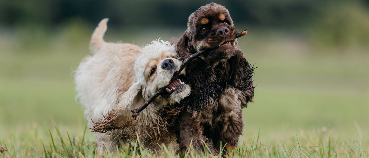 A cream and brown coloured Spaniel walking with twig in mouth.
