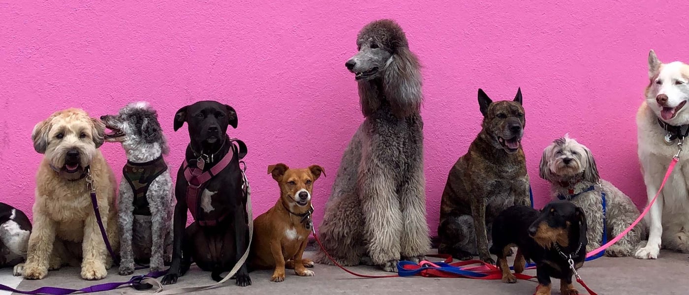 image of the most expensive dog breeds