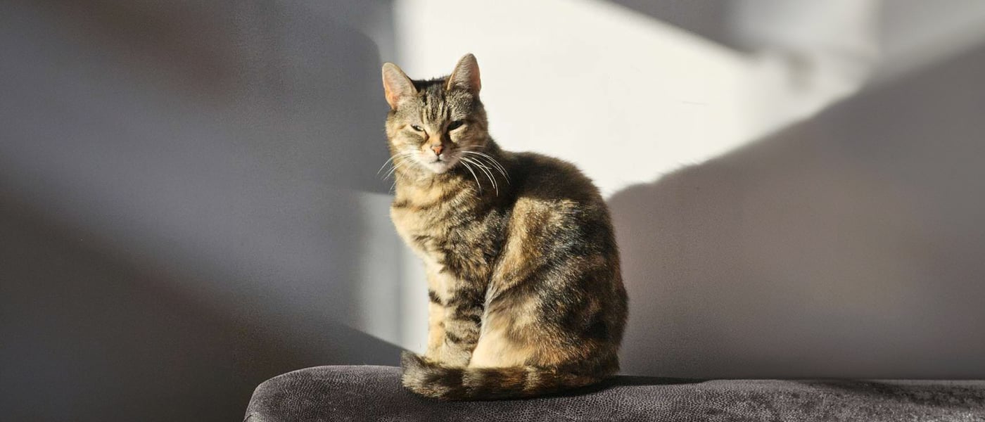 A cat sitting on the arm of a couch basking in the sun.