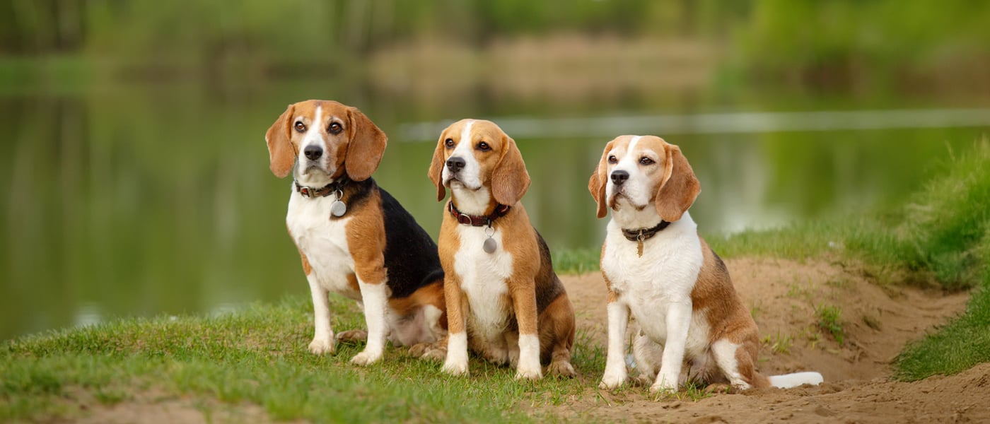 Three Beagles with different colouring sitting next to each other in front of a lake