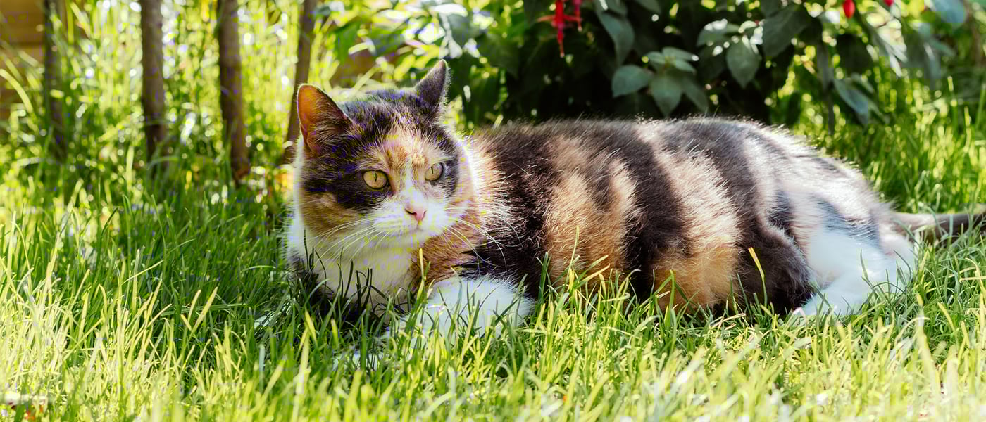 A cat laying in the shade