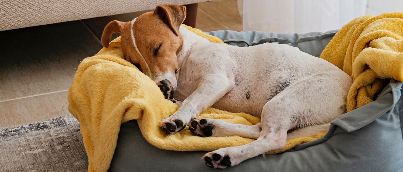 a jack russell laying in a dog bed